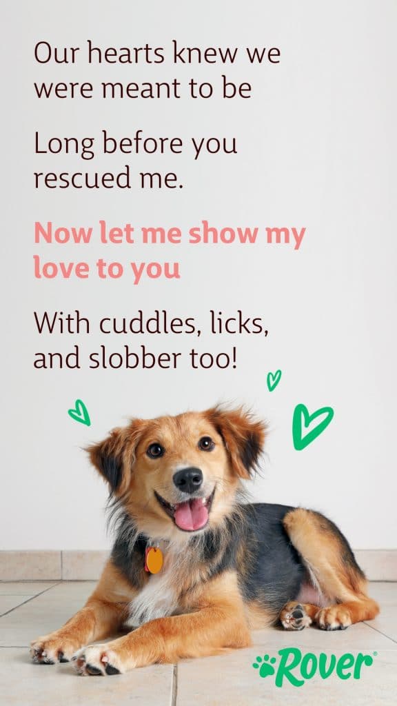 Rescue dog valentine reading, "Our hearts knew we were meant to be, long before you rescued me. Now let me show my love to you, with cuddles, licks and slobber too!"