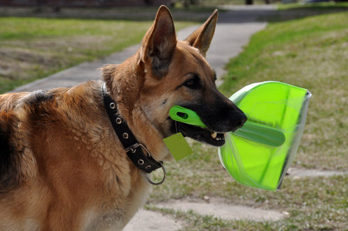 dog parents understand compromise