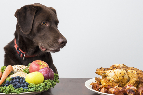 dog parents understand nutrition