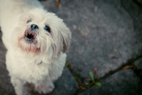 dog parents understand silly