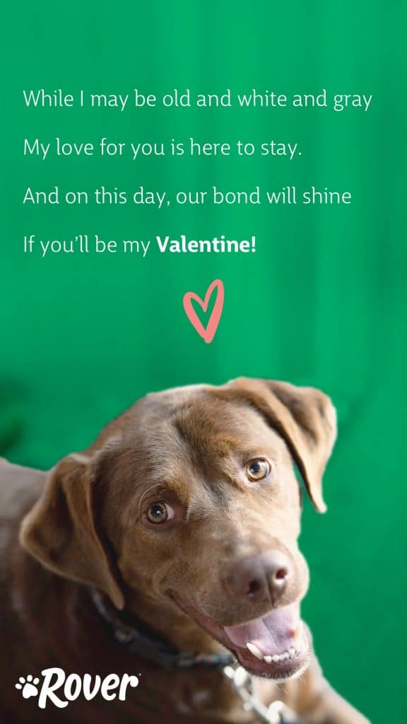 senior dog valentine card reading, "While I may be old and white and gray, my love for you is here to stay. And on this day, our bond will shine, if you'll be my Valentine!"