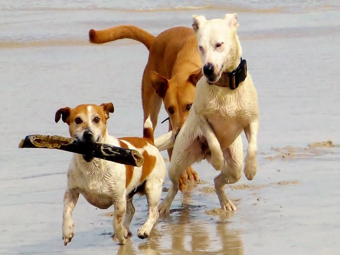 PIXABAY Three pups on beach - dogs-974543_1920