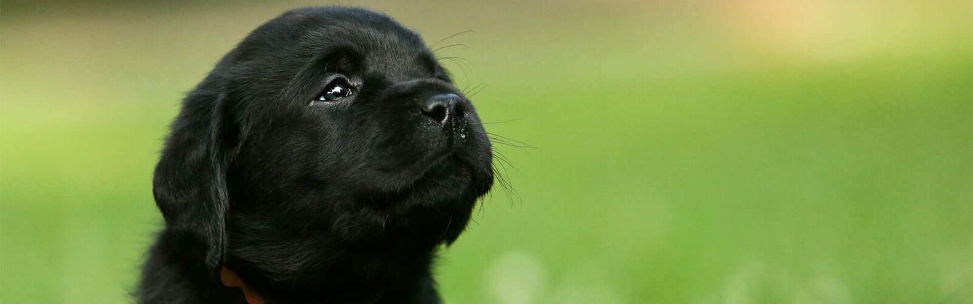 PawsitiveBlackLabPub1900