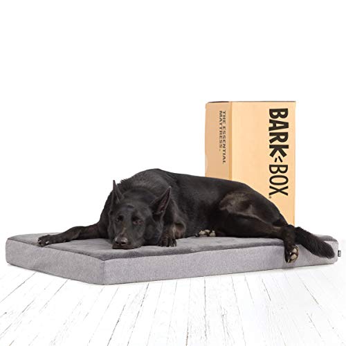black dog lying on cheap Barkbox memory foam dog bed