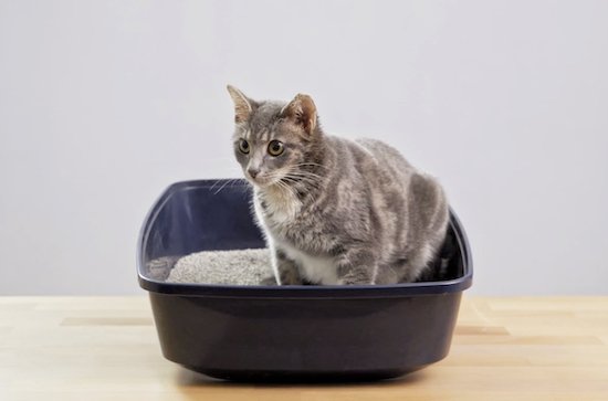 Dr. Elsys Cat Ultra litter