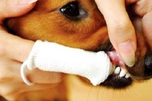 Petosan microfiber cloth finger toothbrush