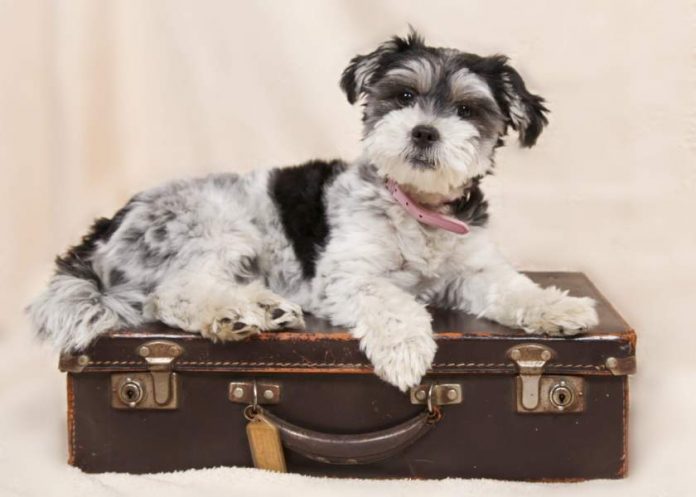 PIXABAY Suitcase and dog-4072653_1920 Need help with pets?