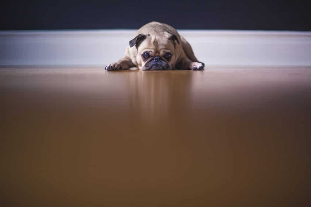 pug-on-floor
