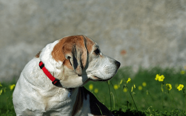 pain relief for dogs