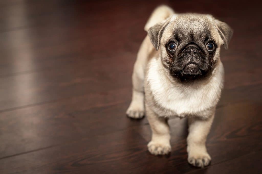 pug-puppy