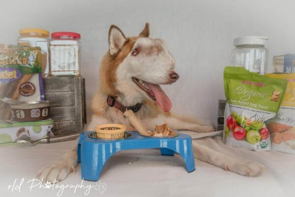 Rescue Dog Donations