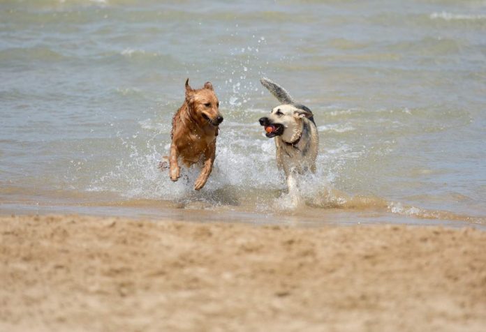 PIXABAY - 2 dogs playing on beach - dog-1411397_1920 Long term pet sitting