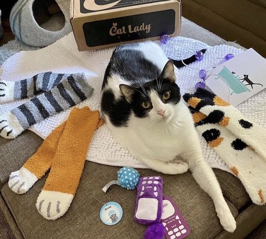 cat with items from Cat Lady subscription box
