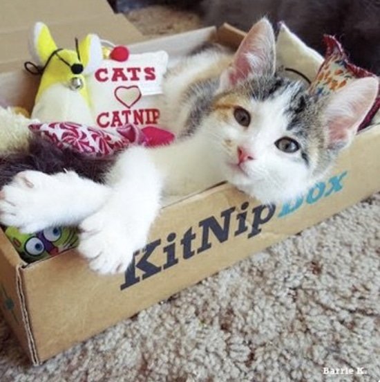 cat in a KitNipBox with toys