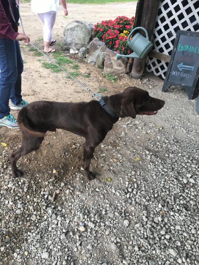Dog at corn maze
