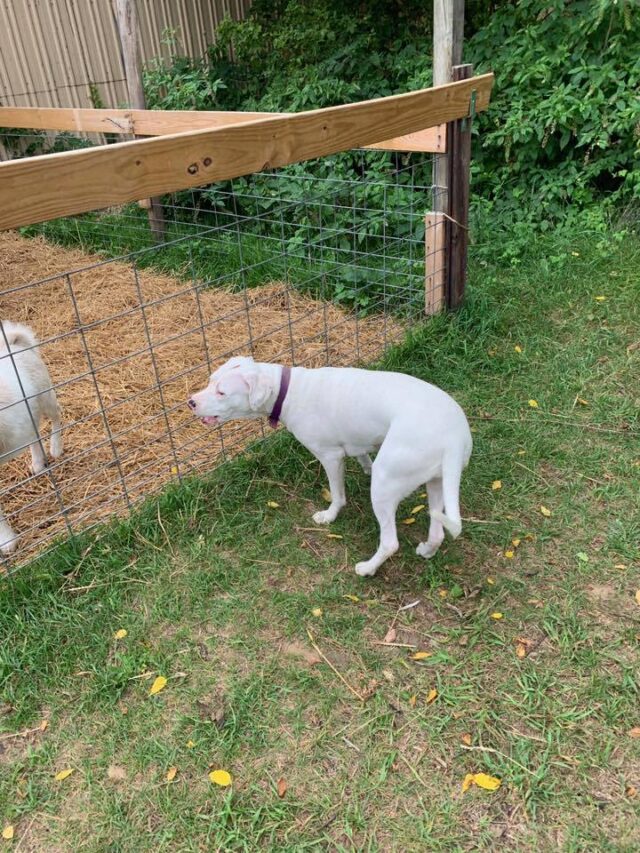 Dog at farm