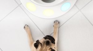dog interacting with CleverPet high-tech pet product game hub