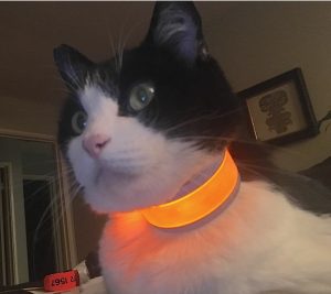 Glow Track high tech light up cat collar
