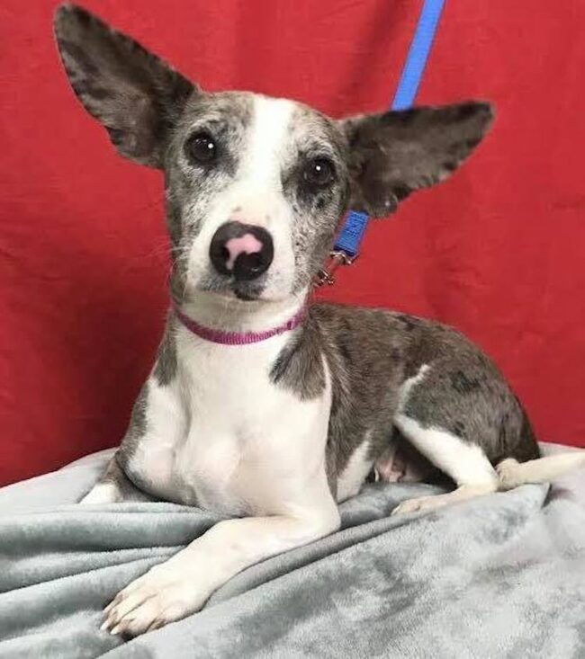 Possum Rescued