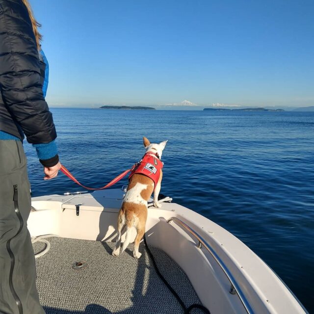 search for whale poop