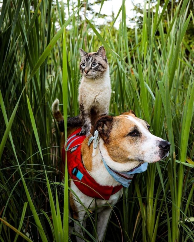 Henry and Baloo adventure