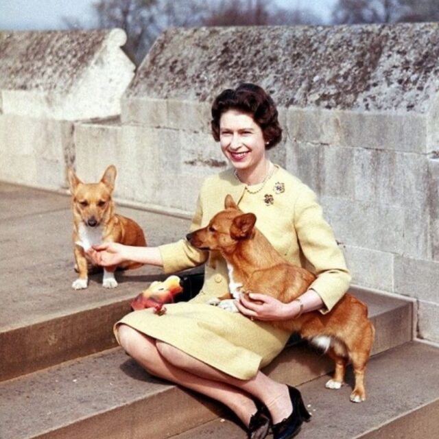 Queen and Corgis