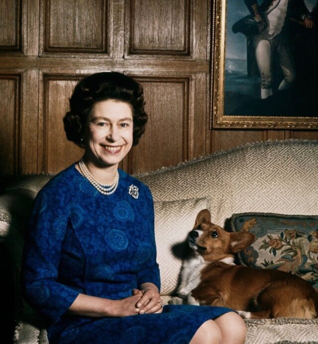 Royal Corgi Admiration