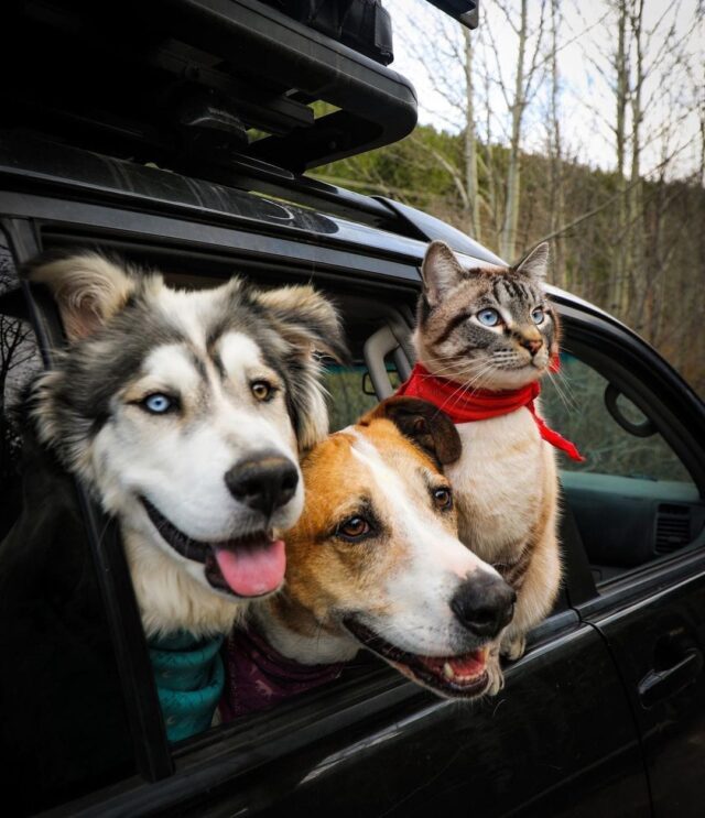 Cute car ride