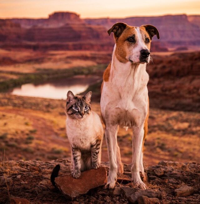 Henry and Baloo outside