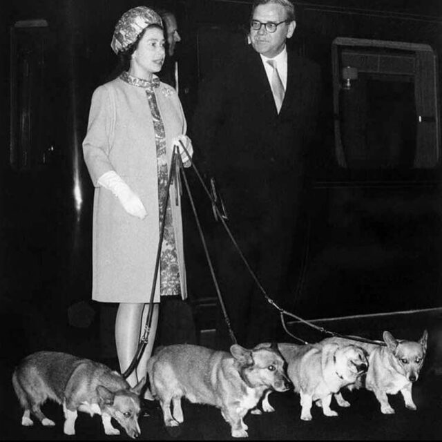 Walking royal Corgis