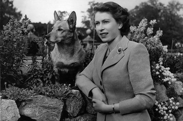 Queen Elizabeth Corgi Portrait