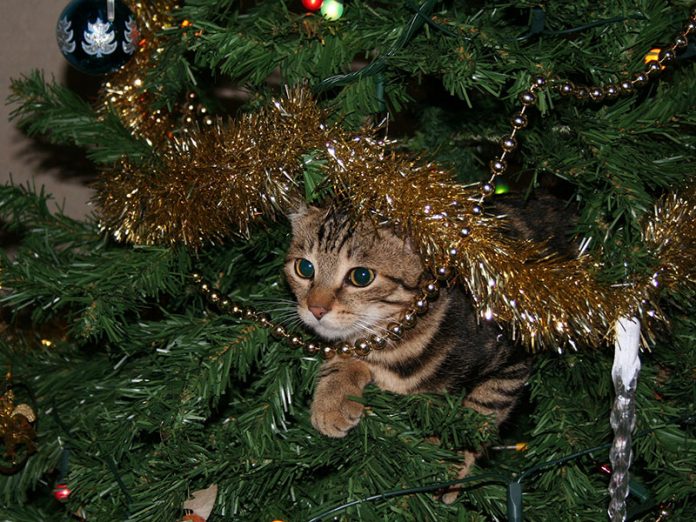 Got a pet that needs care over the holidays