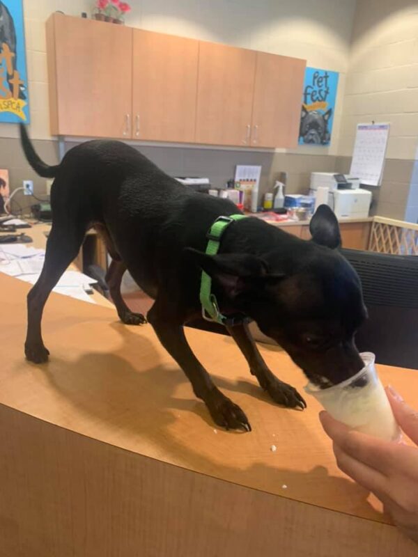 puppy eating puppuccino