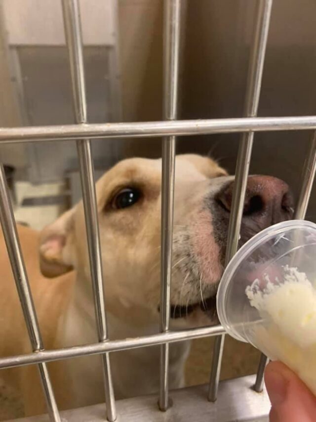Happy shelter dog