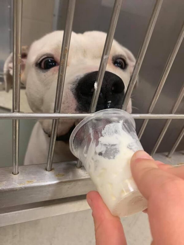 Dog loves puppuccino