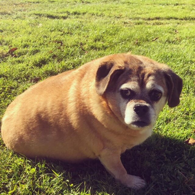 Overweight Puggle