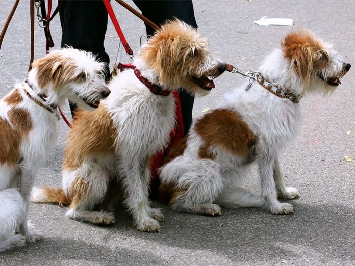 PIXABAY---Dog-walker---three-dogs-91689_1920 Shaggy dog story