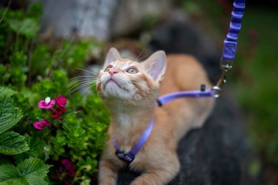cat on leash