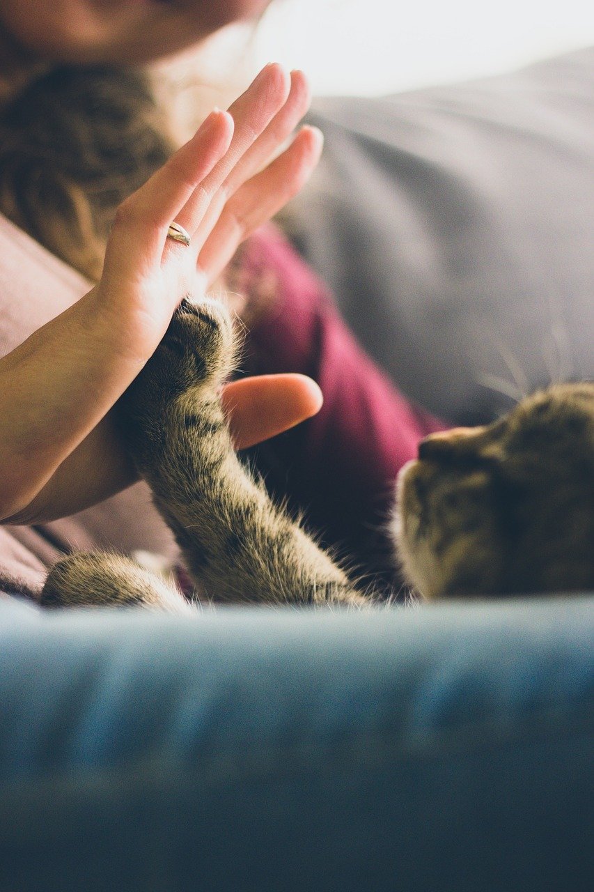 cat high fiving human