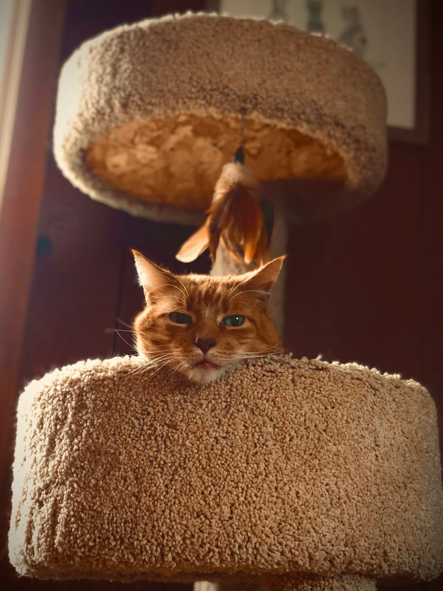 cat in cat tree