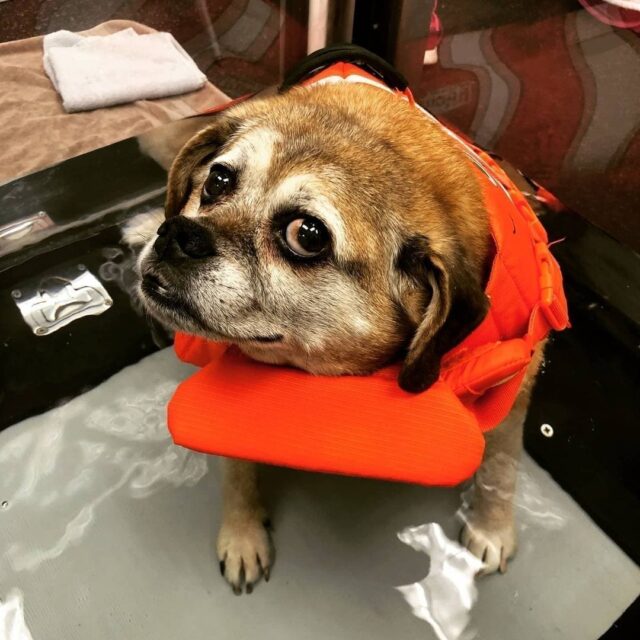 Puggle Wearing Life Jacket