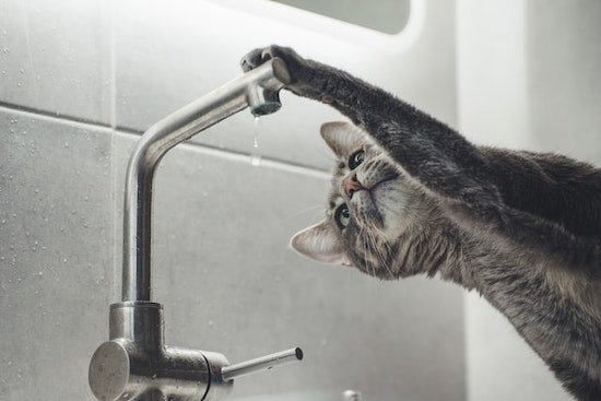 playful cat at faucet