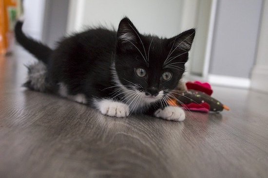 black and white kitten playing