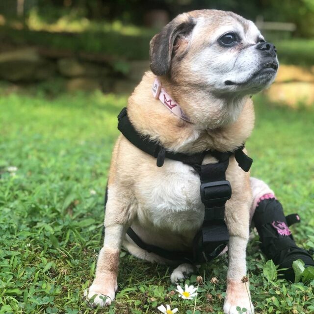 Puggle weight loss
