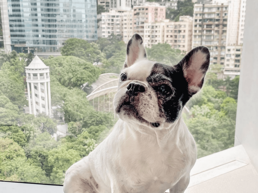 Pet-friendly staycation the Murray