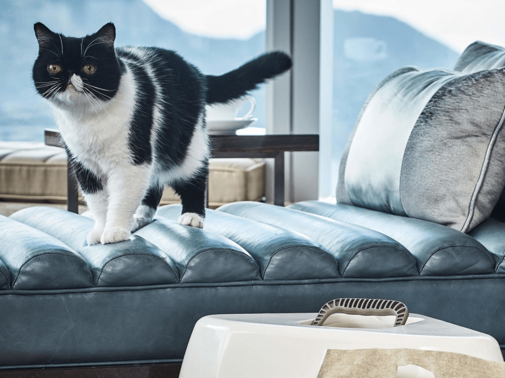 Pet friendly staycations ritz carlton