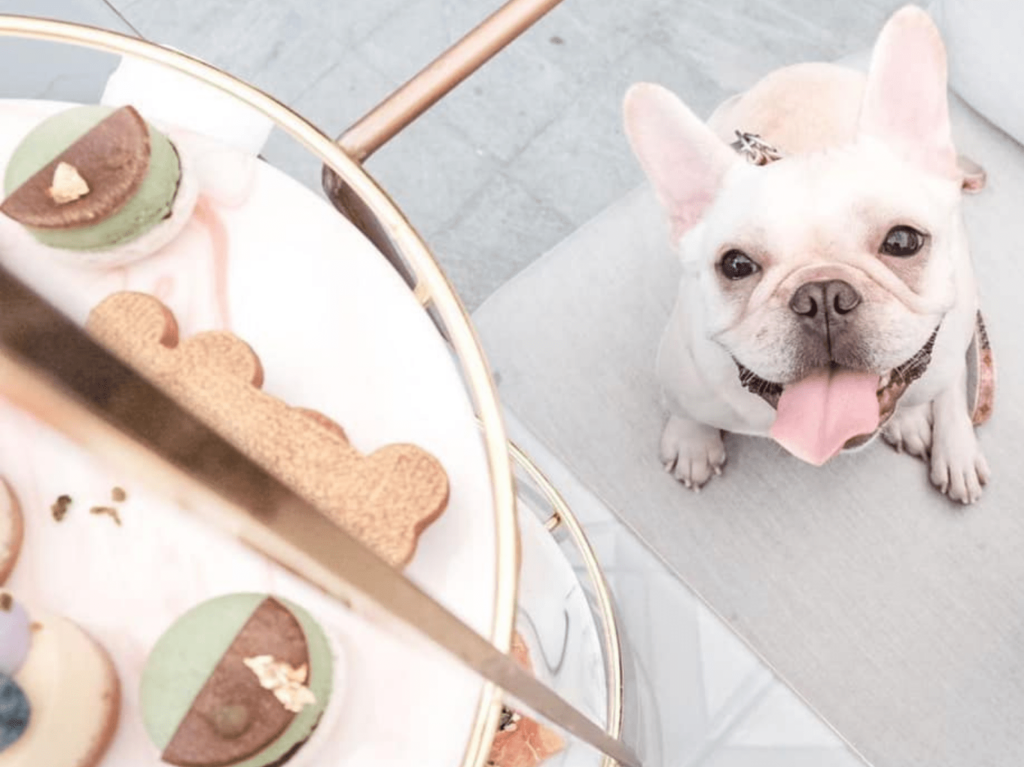 Pet-friendly staycation the Murray