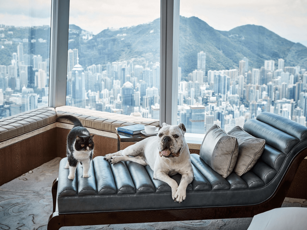 Pet friendly staycations ritz carlton