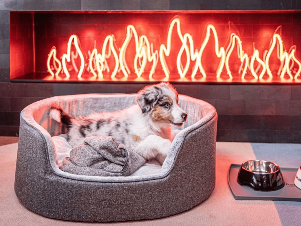 Pet friendly staycations ovolo hotels