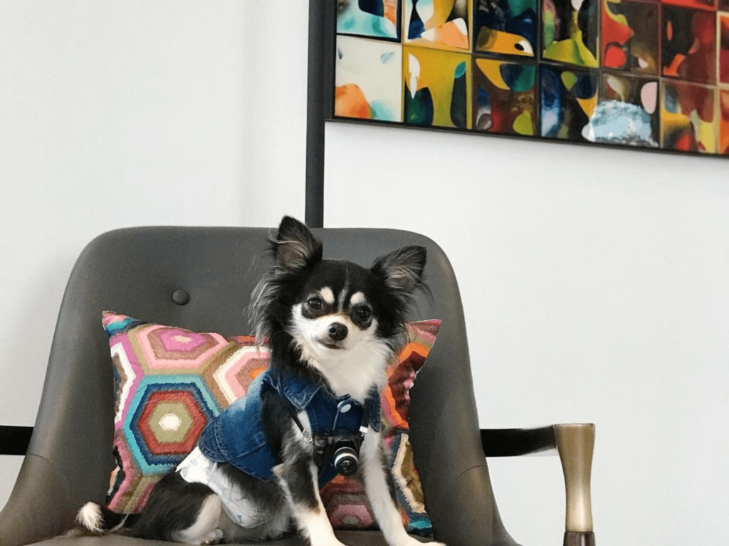 Pet-friendly staycation the Murray